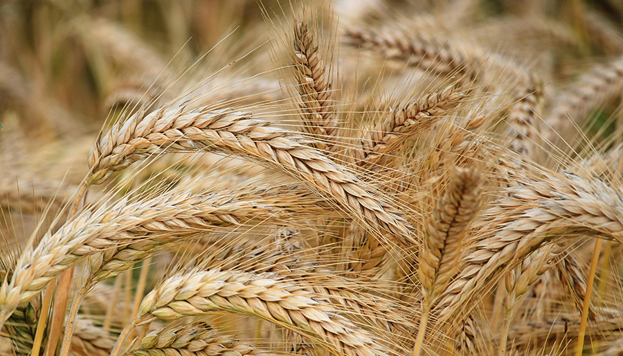 Türkiye'nin buğday ithalatını durdurma kararına Rusya'dan tepki